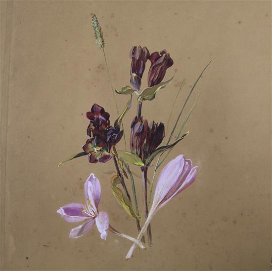 A John Aston watercolour, and other unframed works including botanical studies,